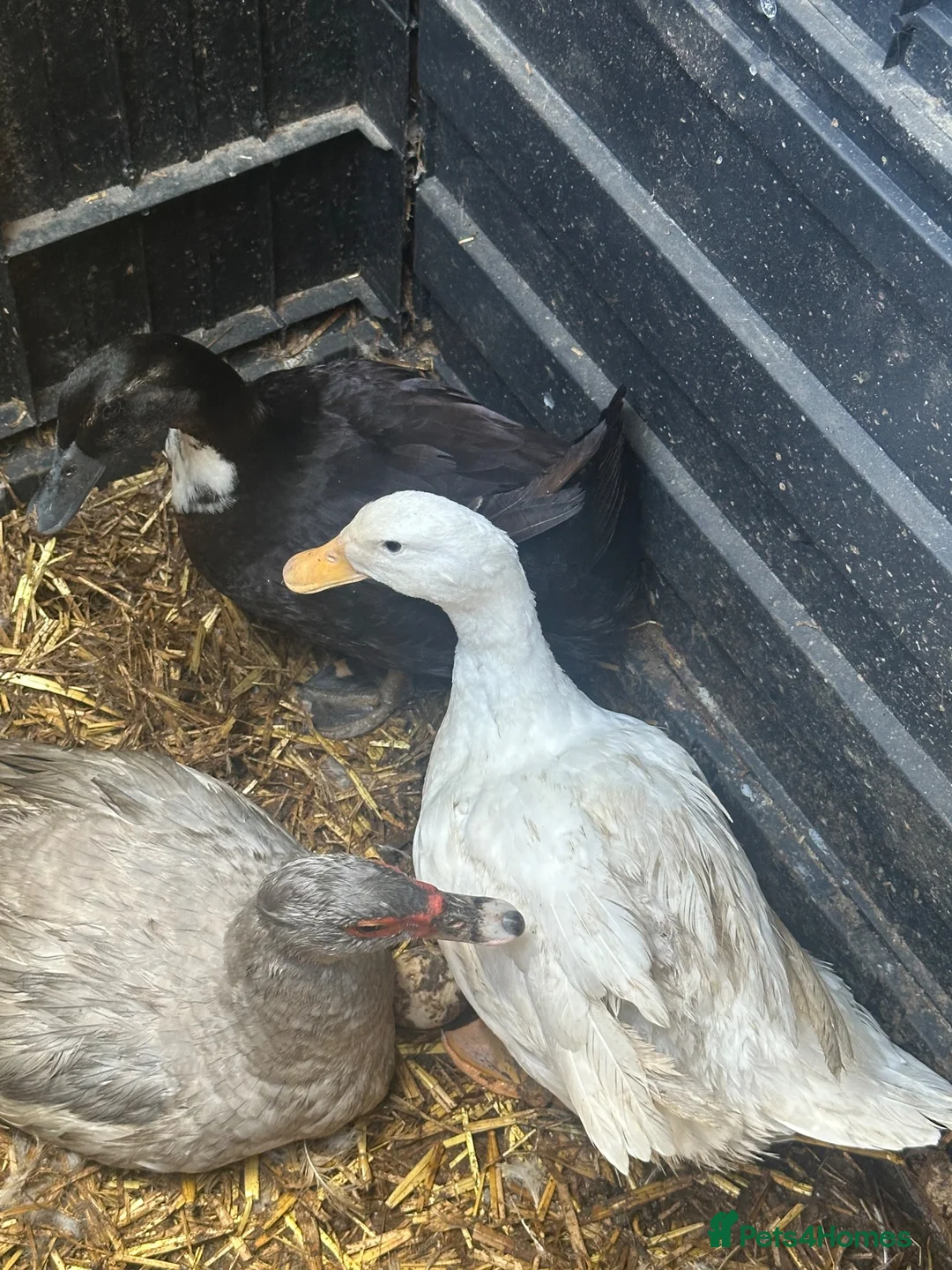 Ducks poultry for sale: Black Swedish duck female  in Lancing - Advert 2