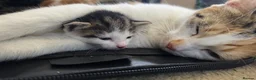 Mixed Breed cats for sale: 5 Beautiful kittens - Advert 6