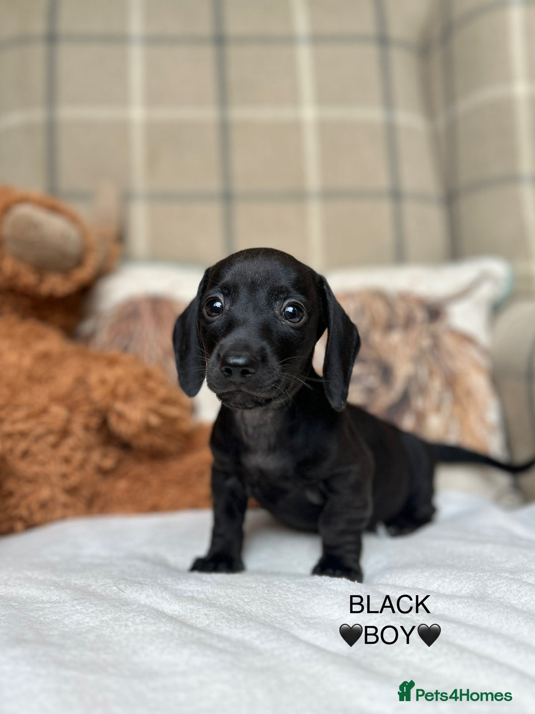 Miniature Dachshund dogs for sale: ❤️MINIATURE DACHSHUNDS❤️ - Image 14