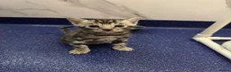 Bengal cats for sale: TICA registered health tested show quality bengals - Advert 6