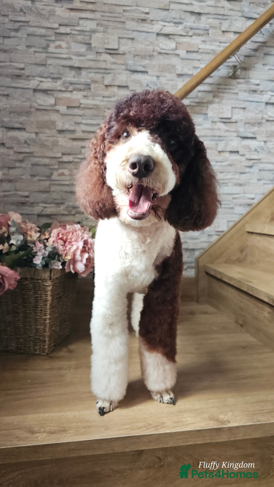 Bernedoodle dogs for stud: STUNNING MOYEN POODLE FULLY HEALTH TESTED  - Advert 24