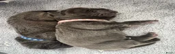 Neapolitan Mastiff dogs for sale: Rare breed Neapolitan mastiff puppies  - Advert 14