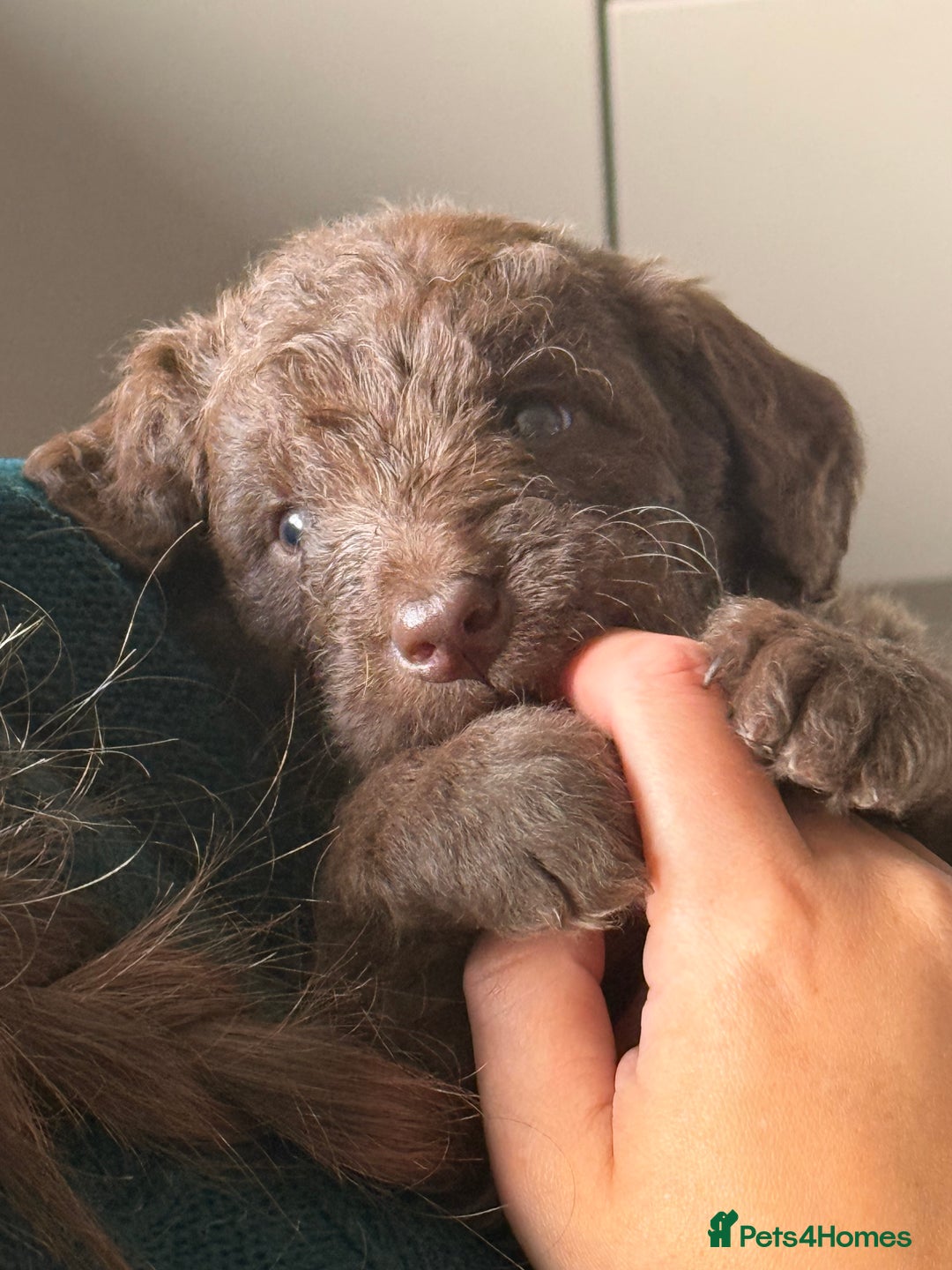 Labradoodle dogs for sale: Stunning Labradoodle Puppies  - Advert 11