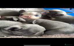 French Bulldog dogs for sale: Original X big rope French bulldogs - Image 4