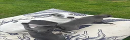 Whippet dogs for sale: Blue and White Whippet Boy and Blue Whippet Boy  in Leamington Spa - Advert 6
