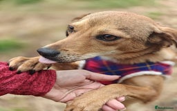 Mixed Breed dogs for adoption: 💖🐶 KRISTY 🐶💖 - Image 6