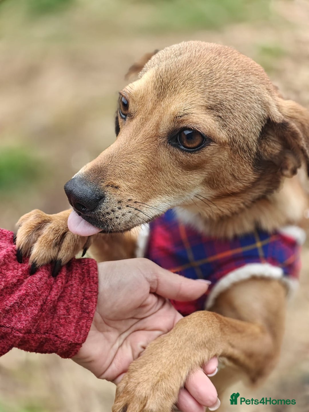 Mixed Breed dogs for adoption: 💖🐶 KRISTY 🐶💖 - Image 6