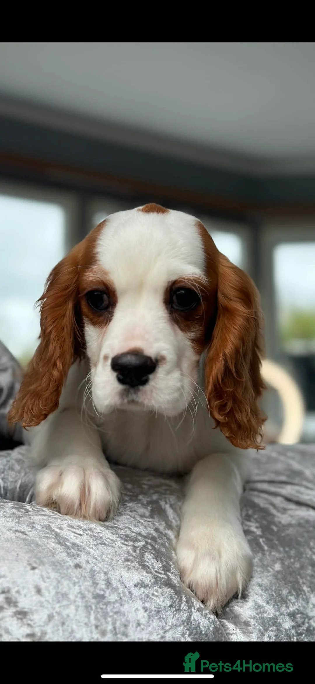 Cavalier King Charles Spaniel dogs for sale: KC. DNA Clear Stunning cavalier pups - Advert 3