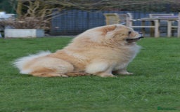 Chow Chow dogs for stud: KC registered Cream Hungarian Import at Stud - Image 2