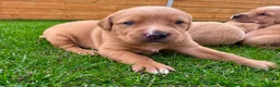 Goldador dogs for sale: Beautiful Golden Goldador Babies 🐾🐾🐾 - Advert 4