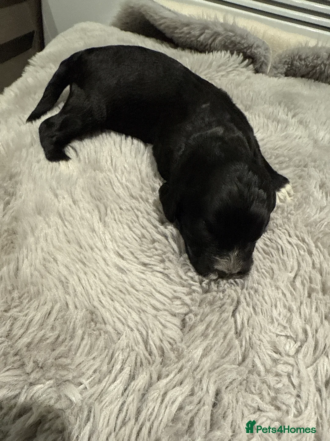 Cockapoo dogs for sale: Miniature f1 Cockapoos puppies - Advert 33