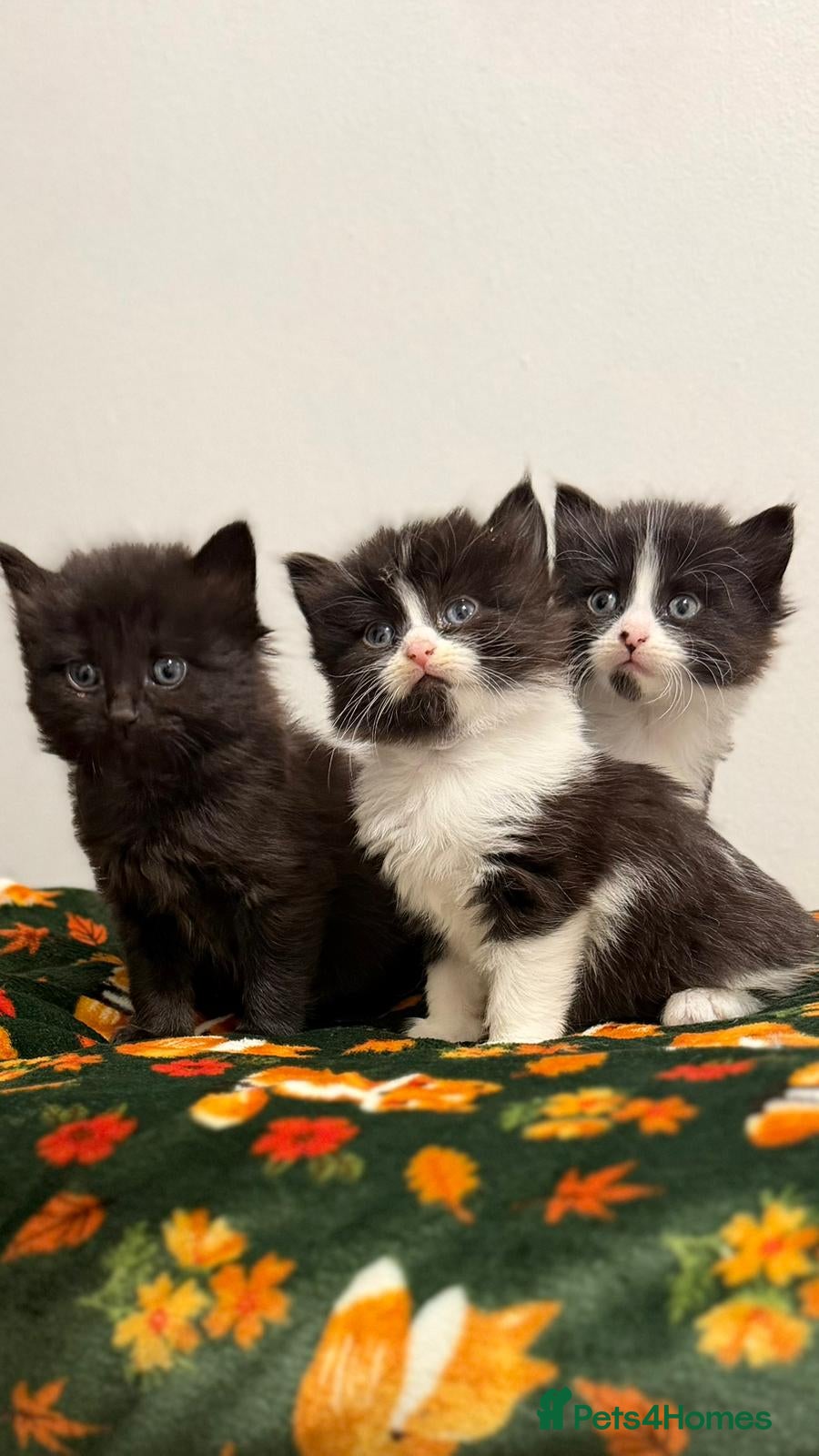 Mixed Breed cats Ragdoll x kittens - Advert 2