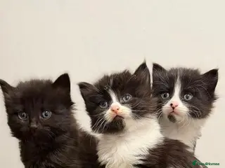 Mixed Breed cats Ragdoll x kittens - Advert 4