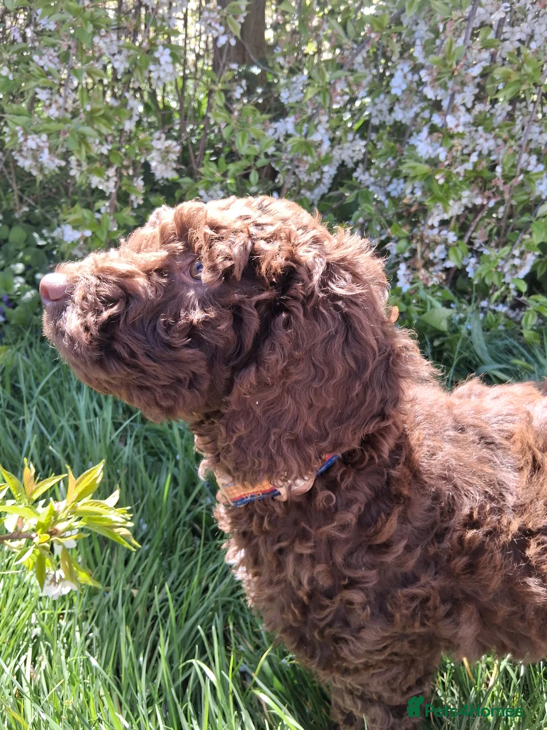 Cockapoo dogs for sale: Classic looking curly cockerpoo boy - Advert 2