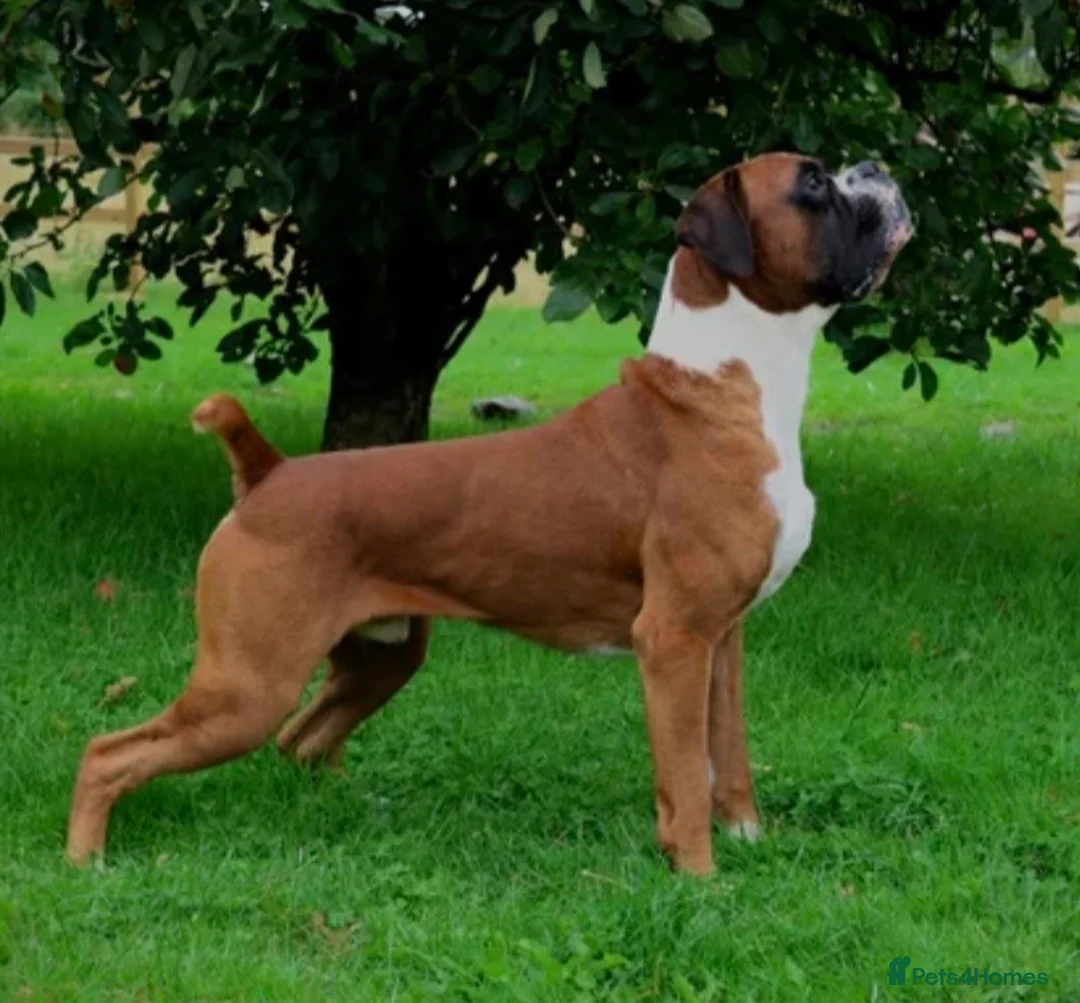 Boxer dogs for sale: Exceptional KC Health Tested Boxers - Advert 5
