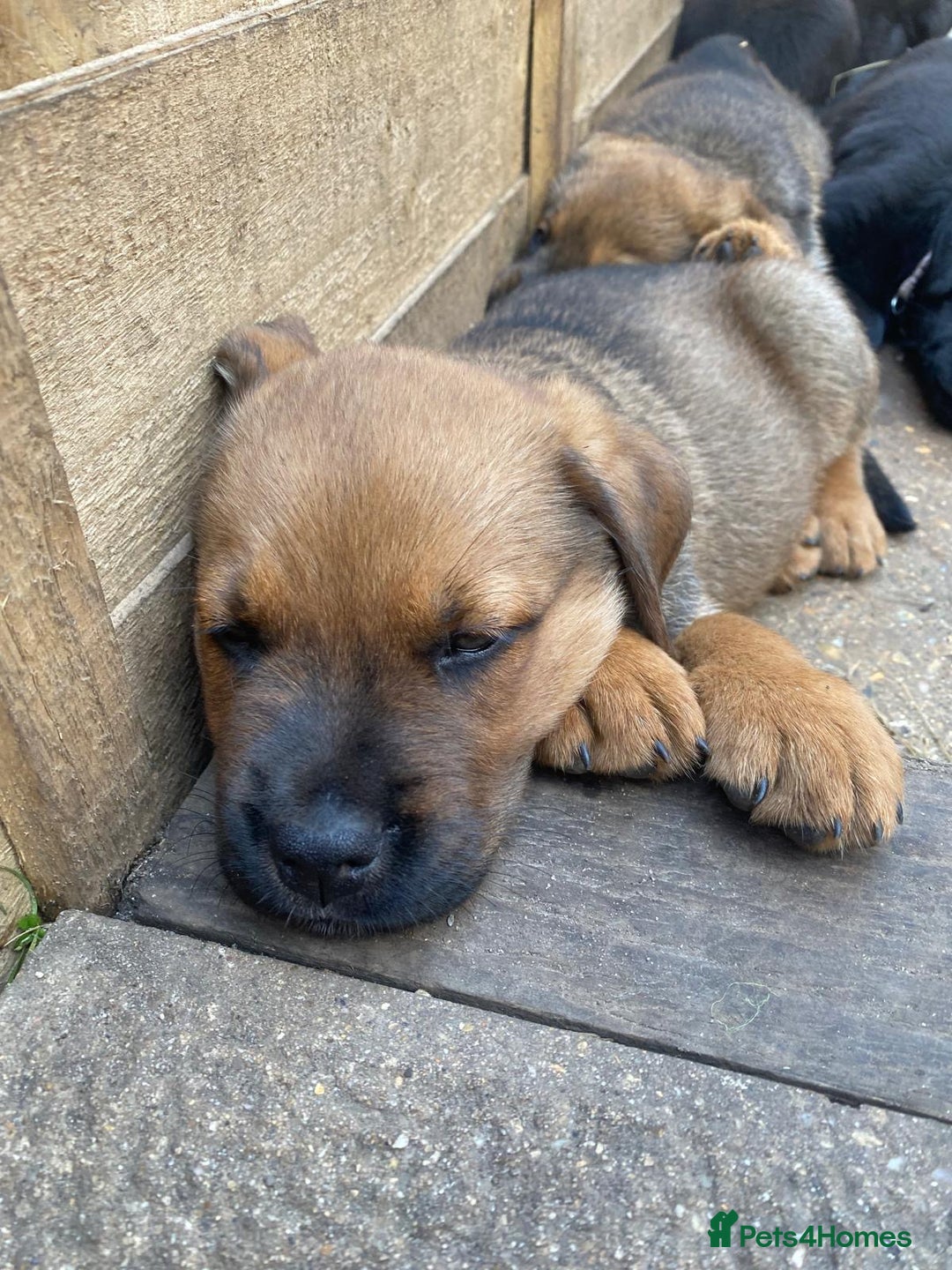 Mixed Breed dogs for sale: Rottweiler/cane corso puppies - Image 8