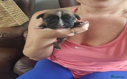 Boxer dogs for sale: 🌟KC REG BOBTAIL BOXER PUPS🌟 - Image 10