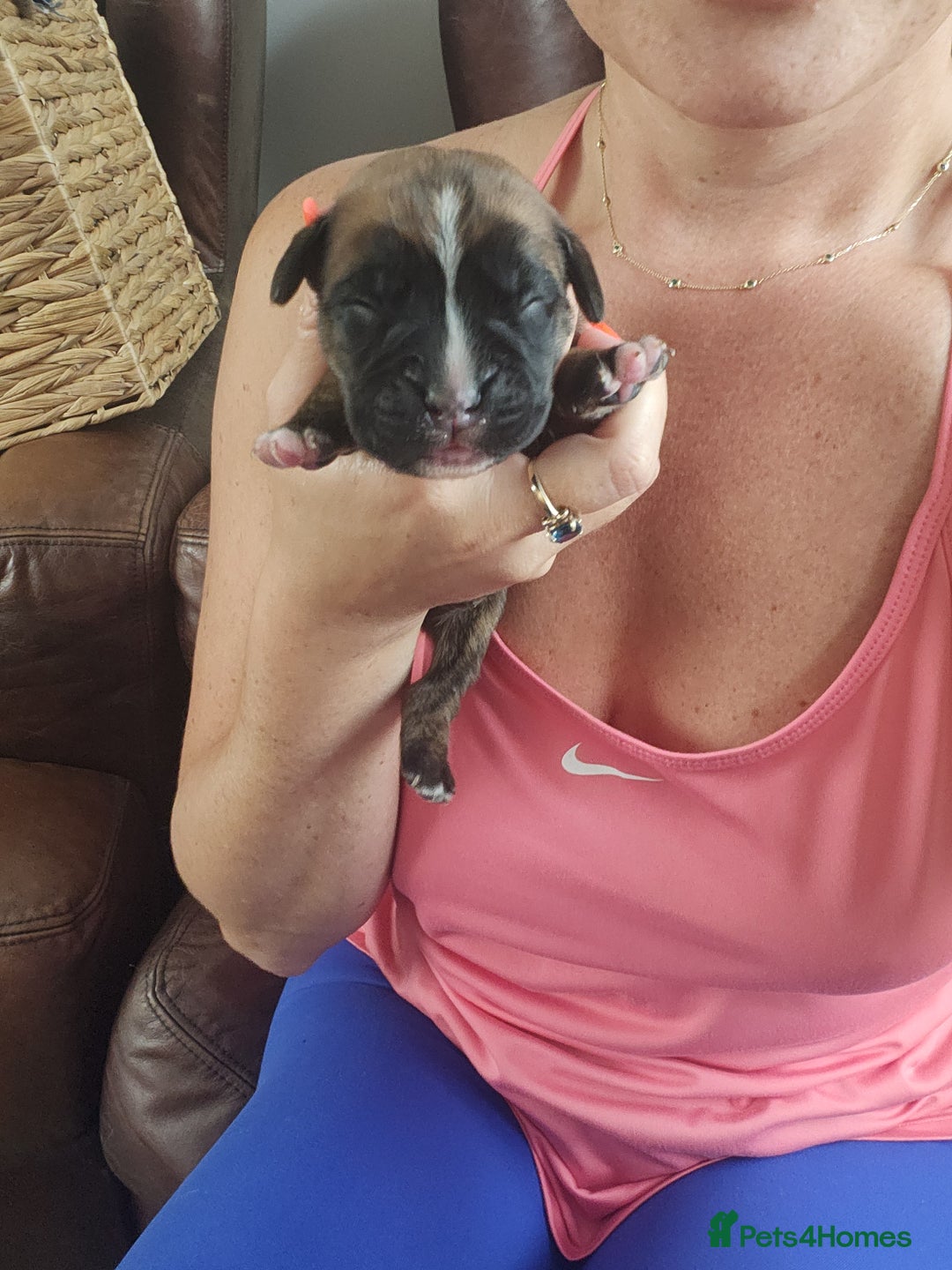 Boxer dogs for sale: 🌟KC REG BOBTAIL BOXER PUPS🌟 - Image 10