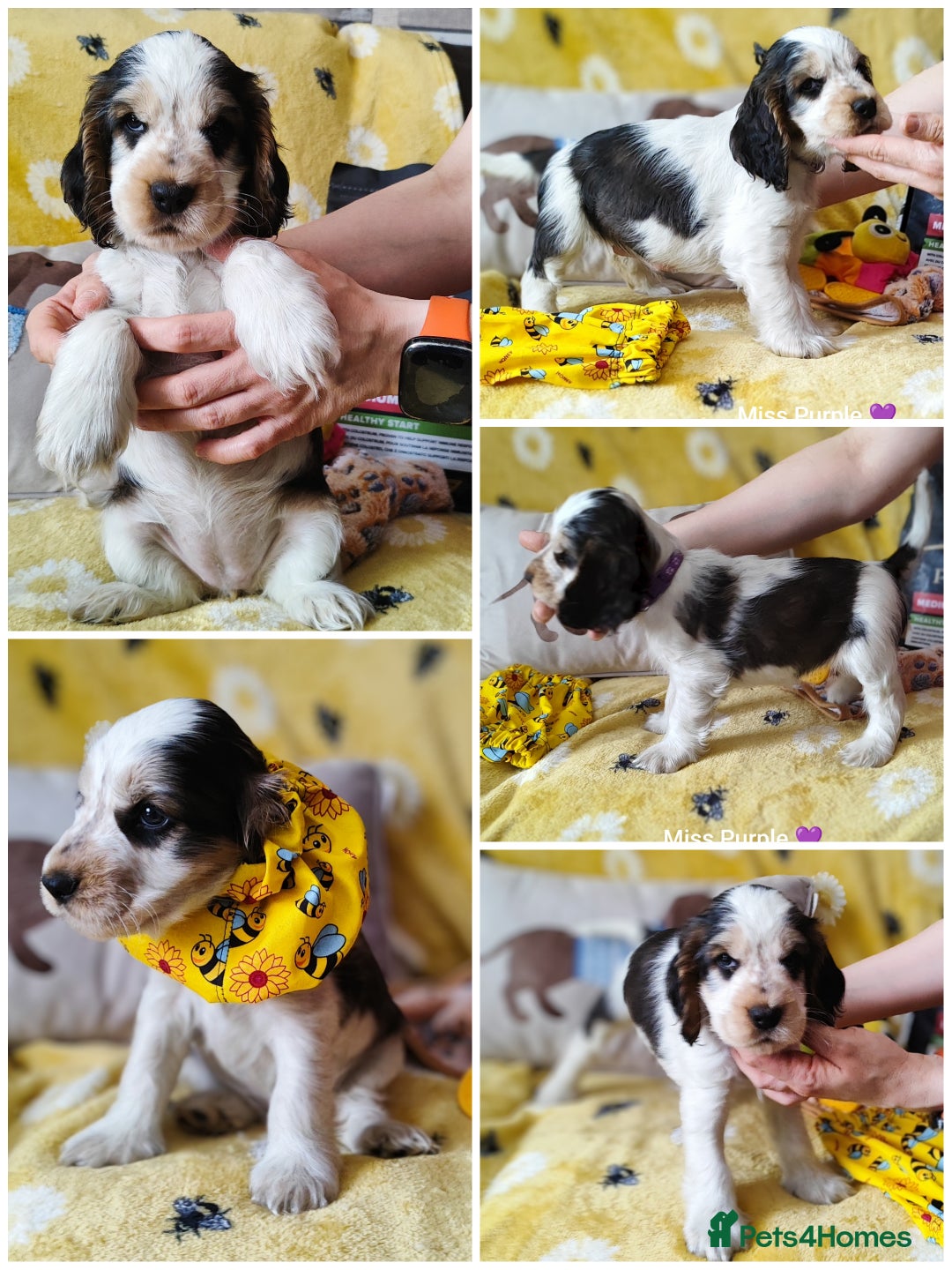 Cocker Spaniel dogs for sale: KC English Show Type Cocker Spaniel Puppies  - Image 6