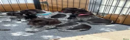 German Wirehaired Pointer dogs for sale: German wirehaired pointer puppies - Advert 10