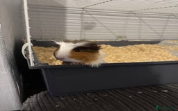 Guinea Pig rodents for sale: Two male Ginny pigs  - Image 1