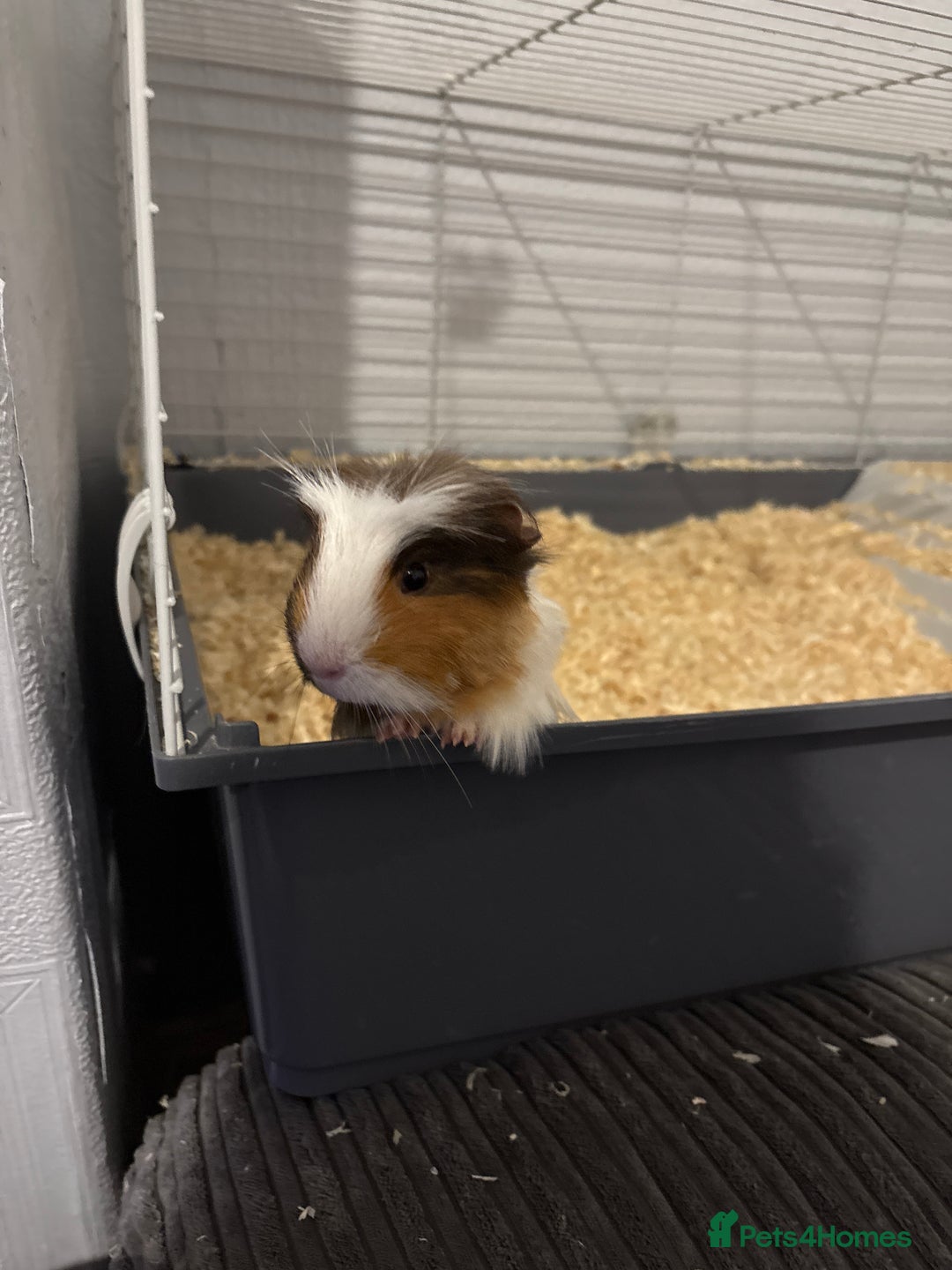 Guinea Pig rodents for sale: Two male Ginny pigs  - Image 1