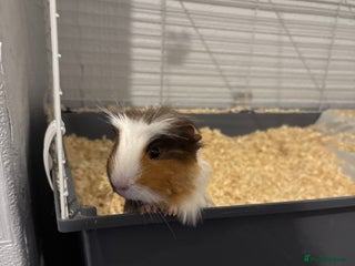 Guinea Pig rodents - Advert 7