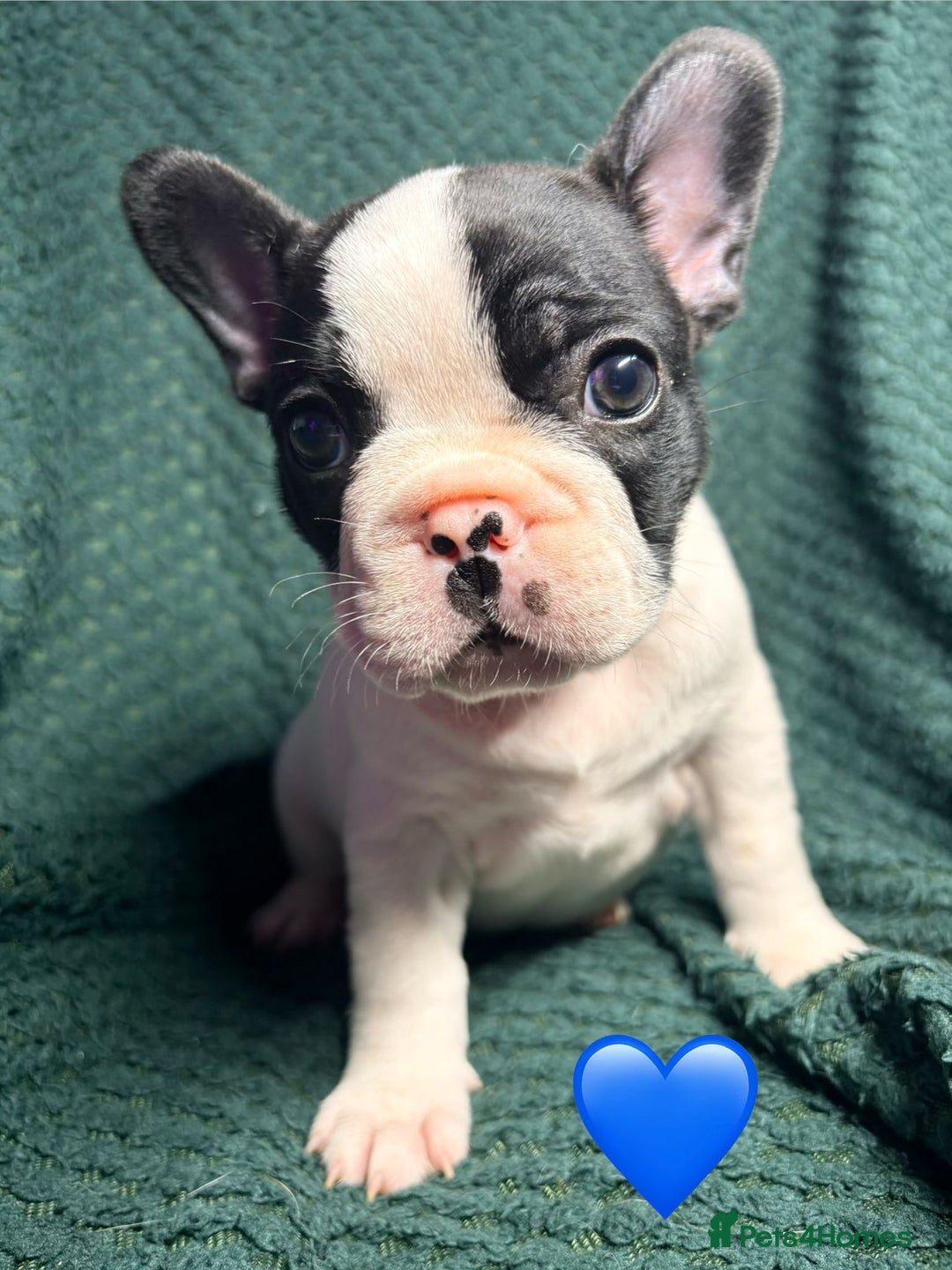 French Bulldog dogs for sale: 2 weeks and will be able to leave - Image 6