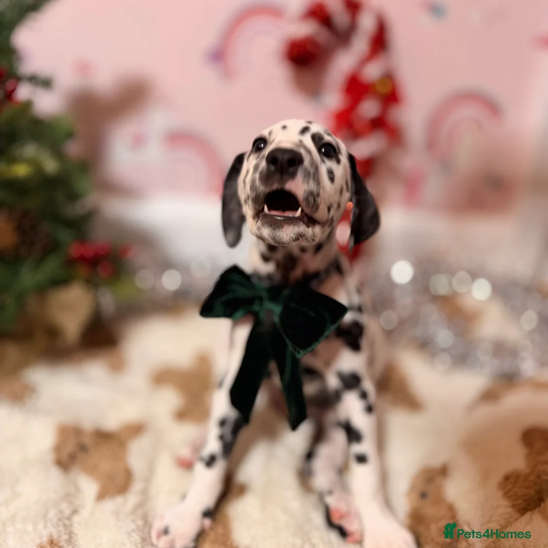 Dalmatian dogs for sale: 🐾Our Last Boy looking for forever home 🐶 💙 - Advert 34