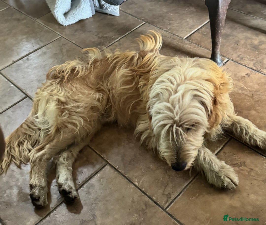 Mini Goldendoodle dogs for sale: “Bailey” - Golden Goldendoodle Boy  - Image 7