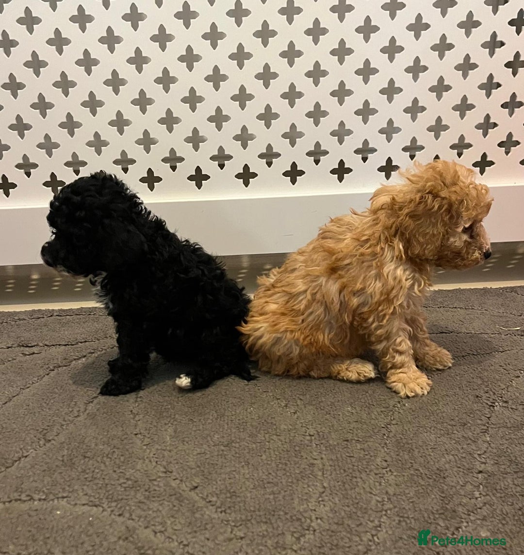 Cockapoo dogs for sale: Cockapoo F1B - Image 6
