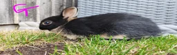 Netherland Dwarf rabbits for sale: Netherland dwarf  - Advert 11