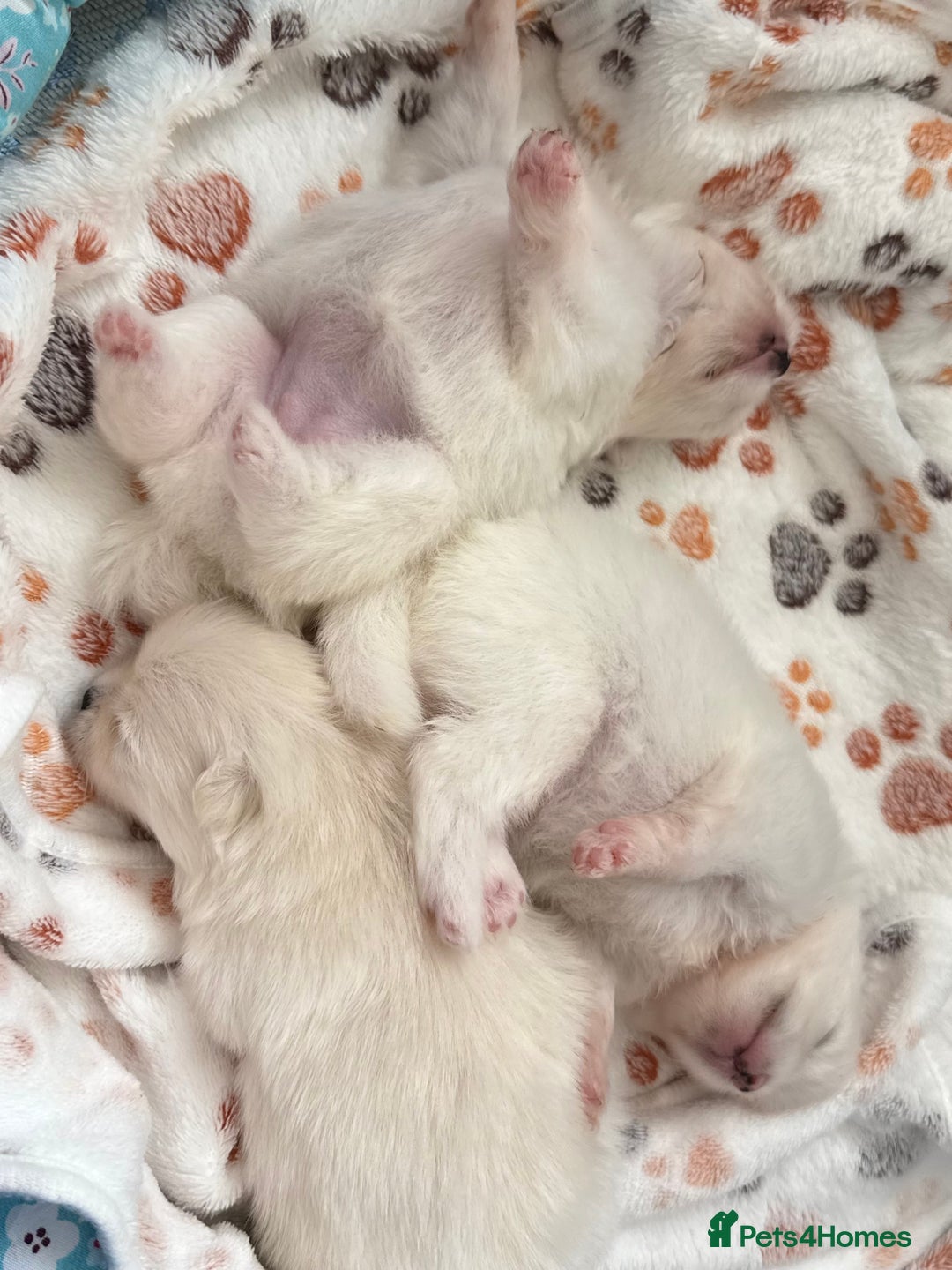 Pomeranian dogs for sale: Pom bears looking for loving homes❤️ - Image 23