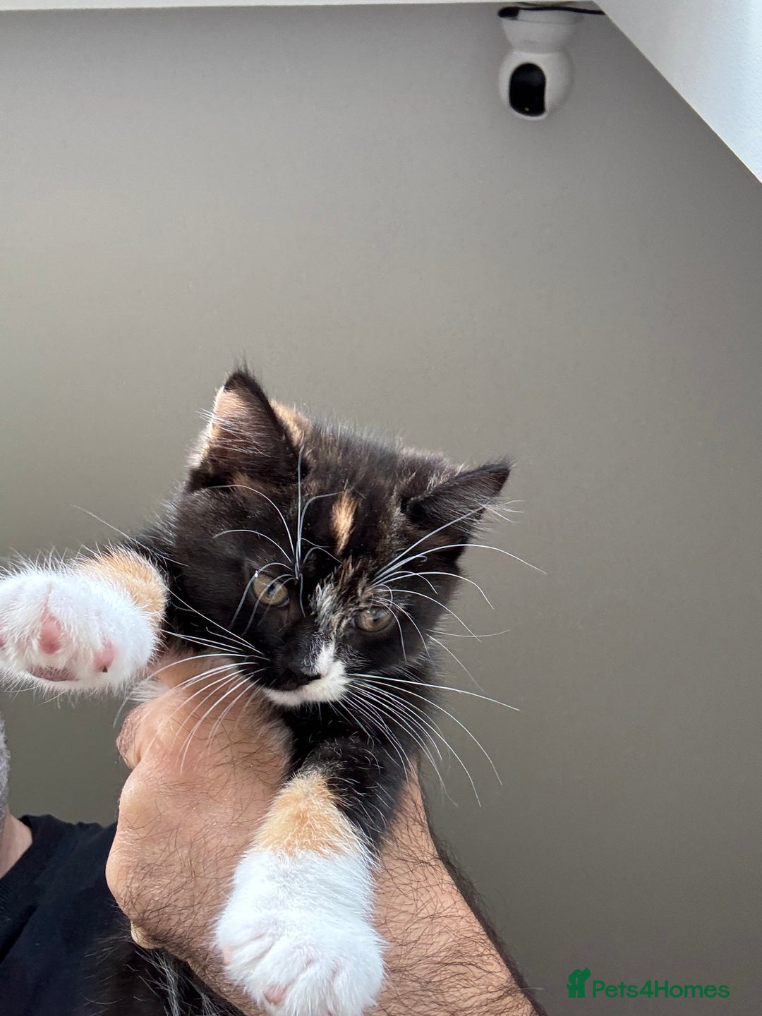 British Shorthair cats for sale: It’s a British short hair  - Advert 12