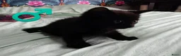 Mixed Breed cats for sale: Beautiful kittens £80 each  - Advert 10
