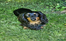Dachshund dogs for stud: Long haired Dachshund for Stud  - Image 2