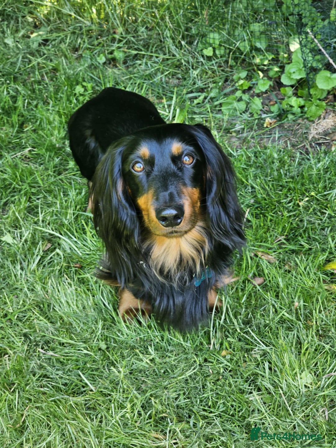 Dachshund dogs for stud: Long haired Dachshund for Stud  - Image 2