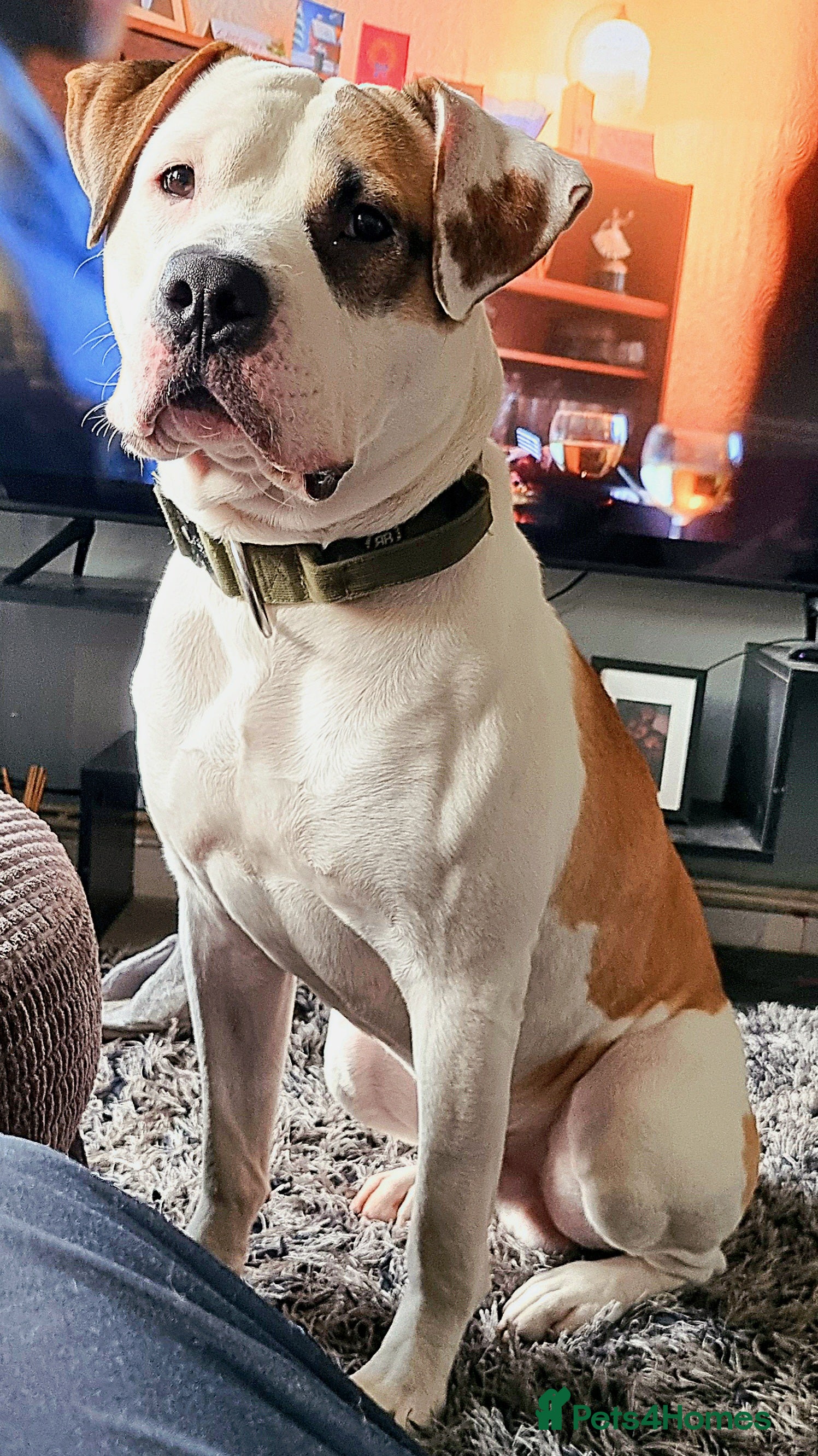 American Bulldog dogs Male American bulldog  - Advert 3