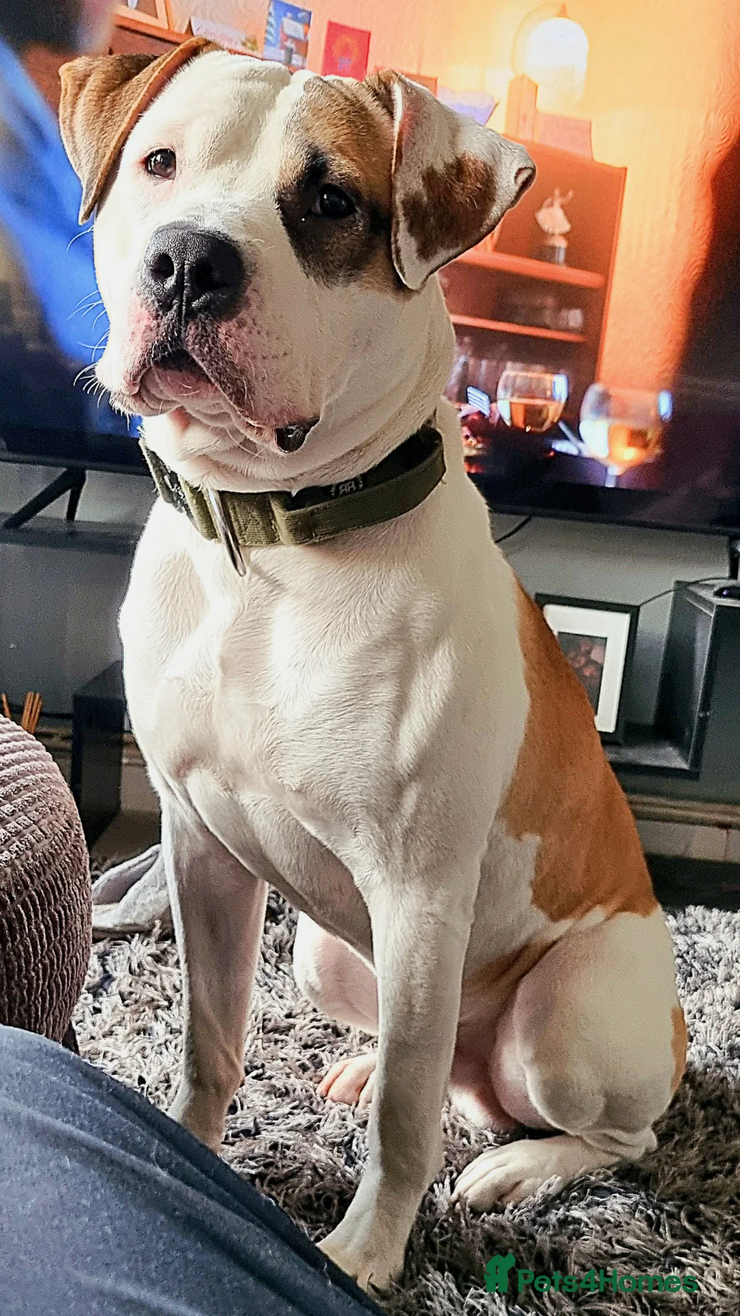 American Bulldog dogs for stud: Male American bulldog  in Crewe - Advert 1