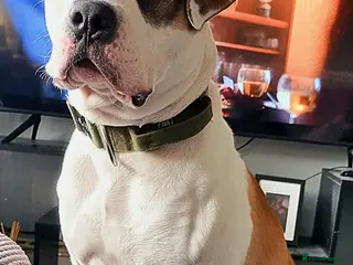 American Bulldog dogs Male American bulldog - Advert 3