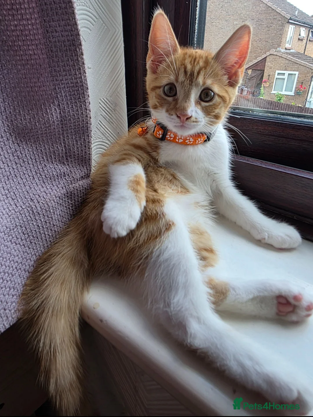 Mixed Breed cats for sale: Adorable Male Kitten Looking for His Forever Home! - Advert 2
