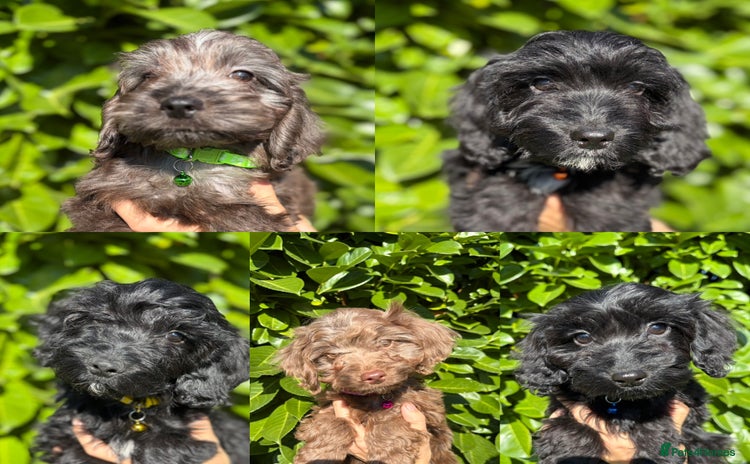 Cockapoo dogs - Advert 11