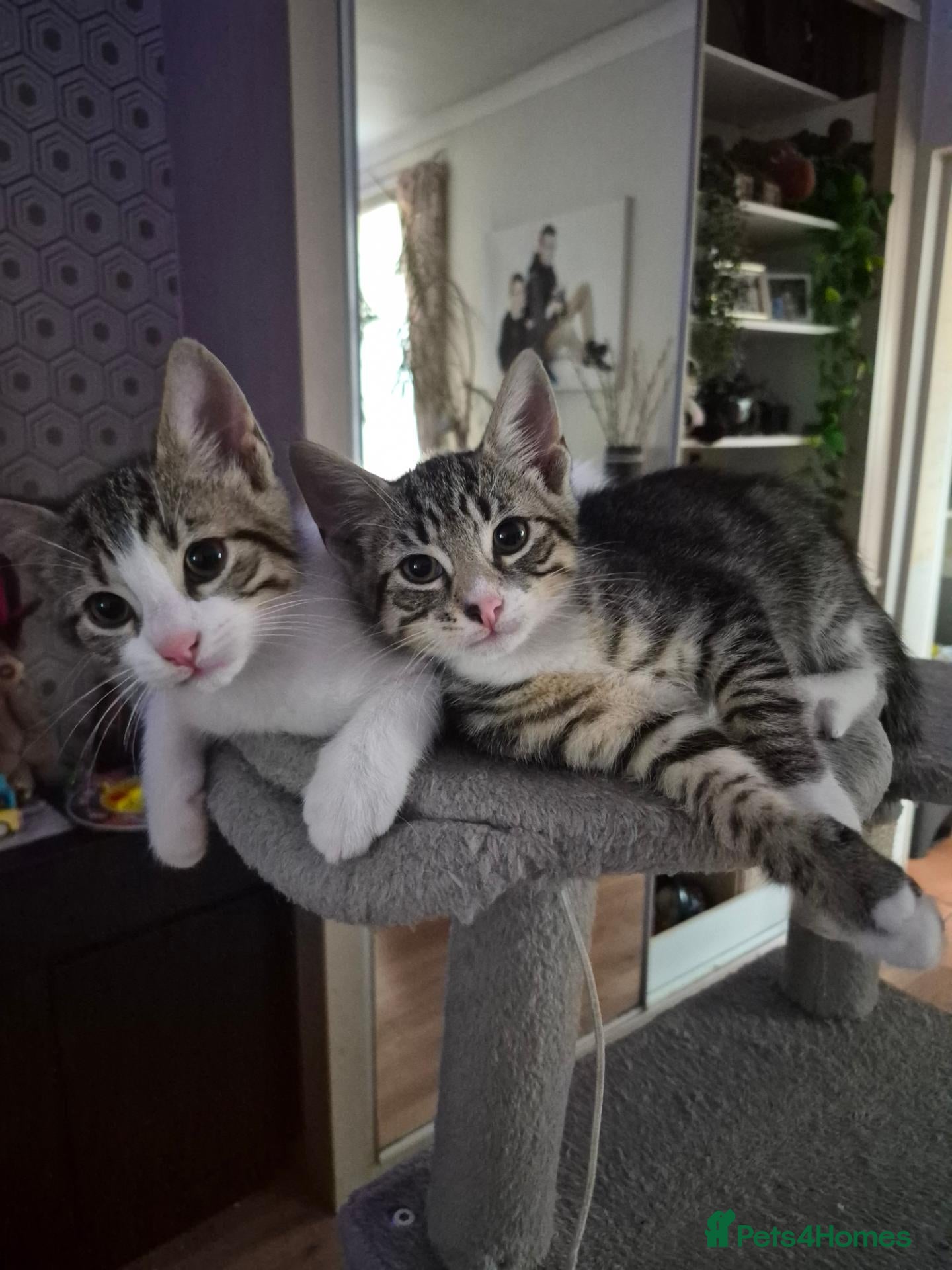 Mixed Breed cats Kittens - Advert 12