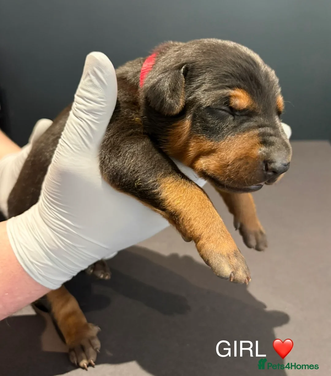 Chinese Red Dog dogs for sale: Stunning (Laizhou hong) Chinese red dog puppies  - Advert 14