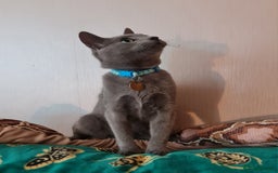 Russian Blue cats for sale: Quality Russian Blue male kitten in Hayes - Image 2