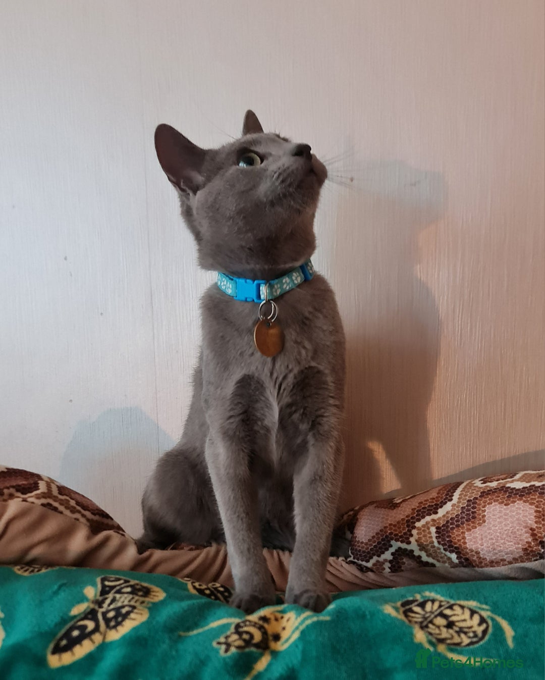 Russian Blue cats for sale: Quality Russian Blue male kitten in Hayes - Image 2