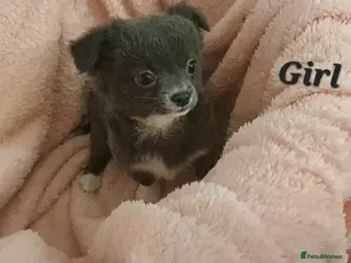 Chihuahua dogs 9wk Long coat Blue Girl & Black Boy chihuahua pups - Advert 15