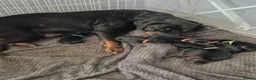 Rottweiler dogs for sale: Rottweiler puppies in Newcastle upon Tyne - Advert 8