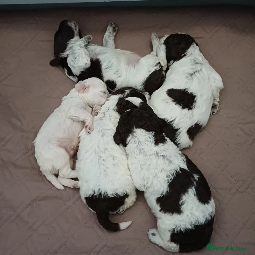 Lagotto Romagnolo dogs for sale: Lagotto Romagnolo Italian Water Dogs - Advert 17