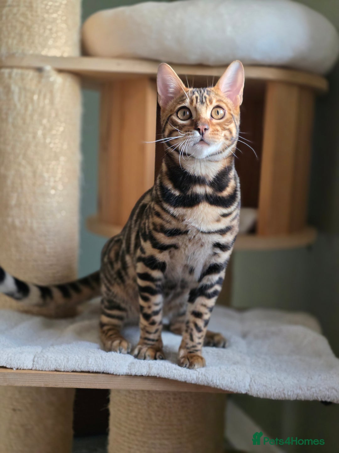 Bengal cats for sale: Brown Rosetted Bengal Prince  - Advert 1